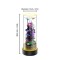  Desktop Small Fish Tank | Maintenance-Free, Year-Round Pure Water 12*40cm